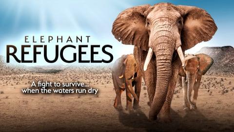 Elephant Refugees (2022)